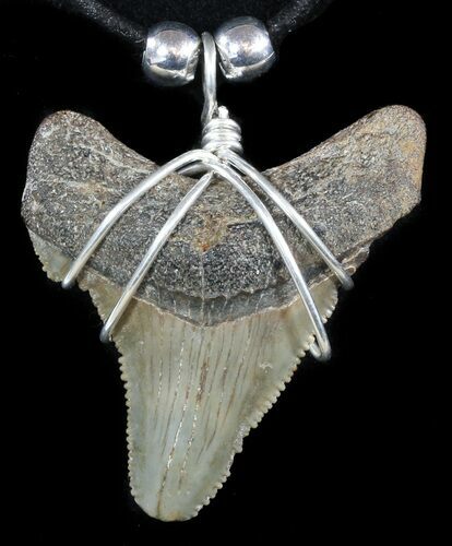 Fossil Angustiden Tooth Necklace - Megalodon Ancestor #47795